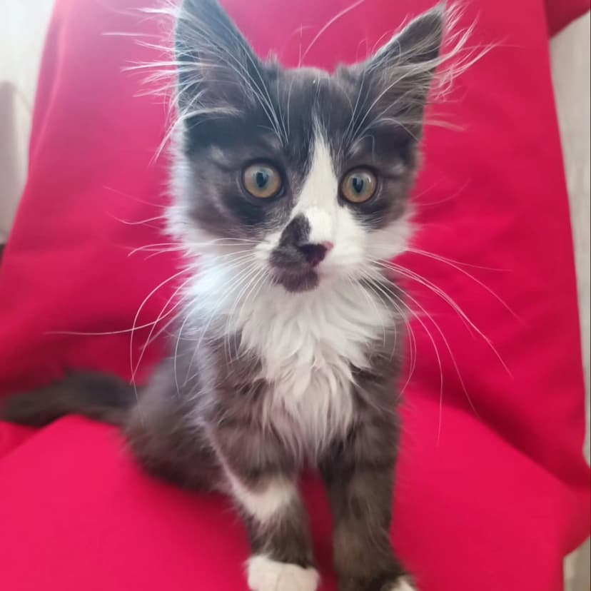 Малыш котенок