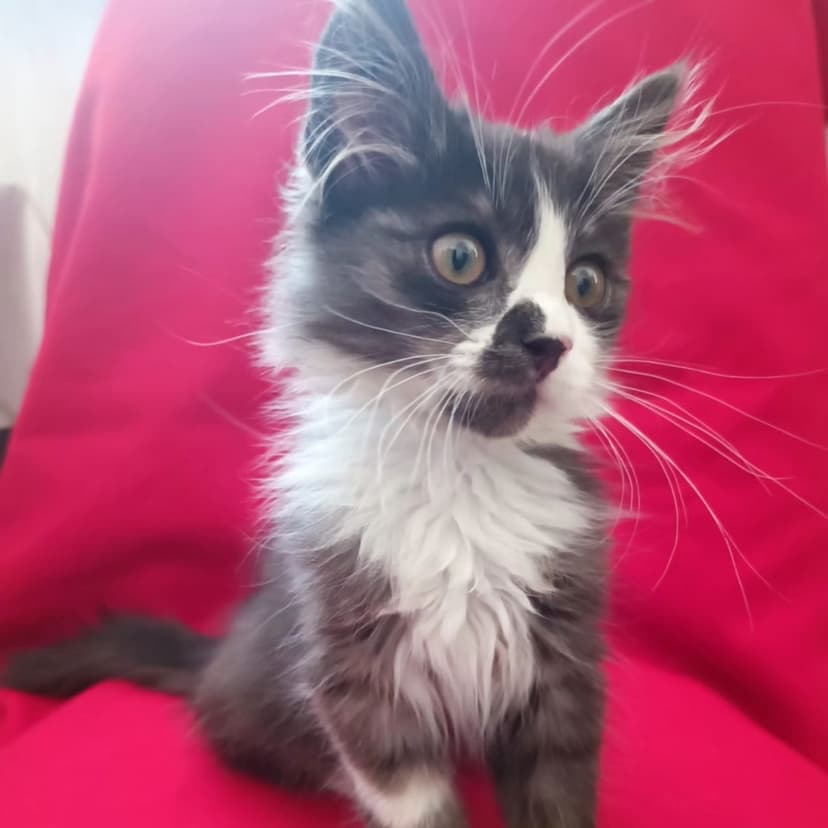 Малыш котенок