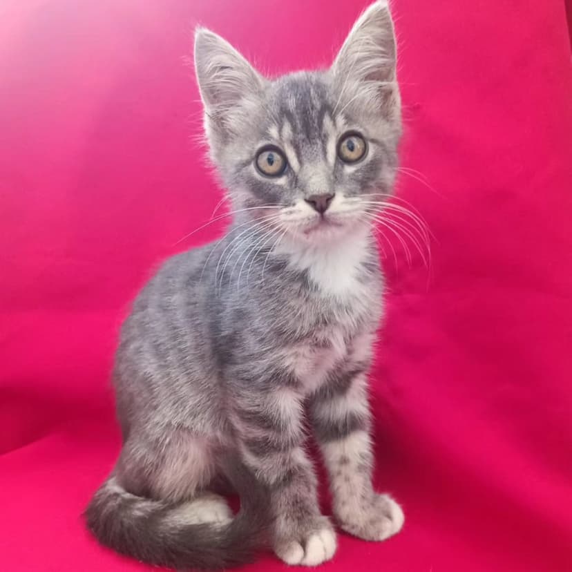 Котенку девочке грозит улица