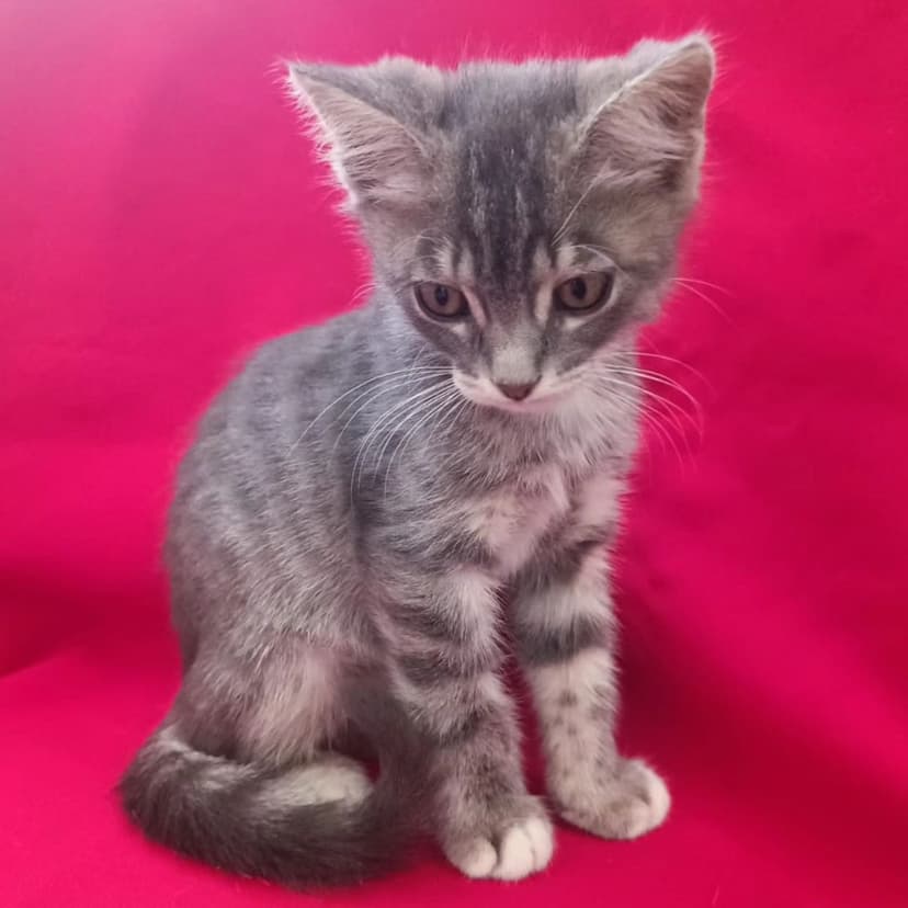 Котенку девочке грозит улица