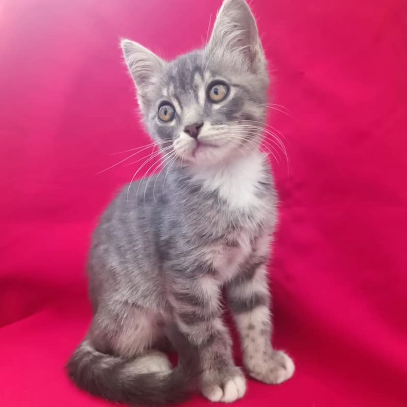 Котенку девочке грозит улица