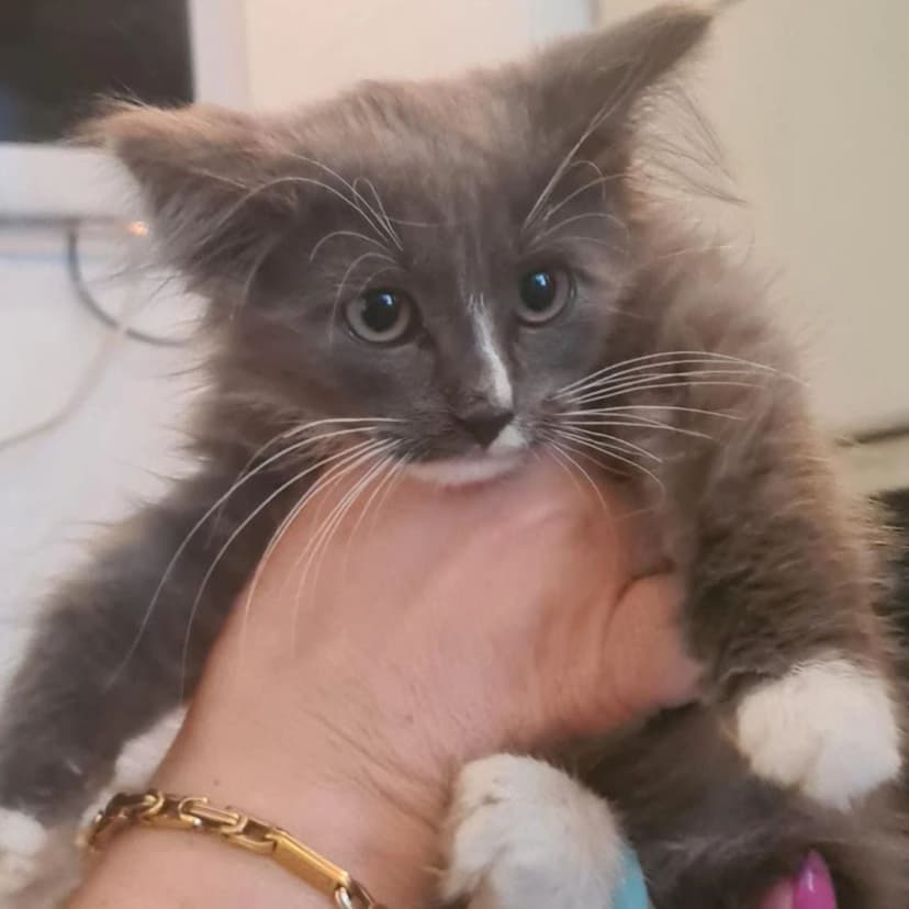 Котята в опасности