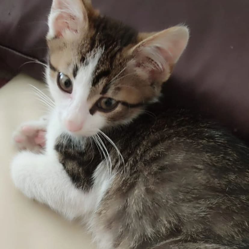Котята в опасности
