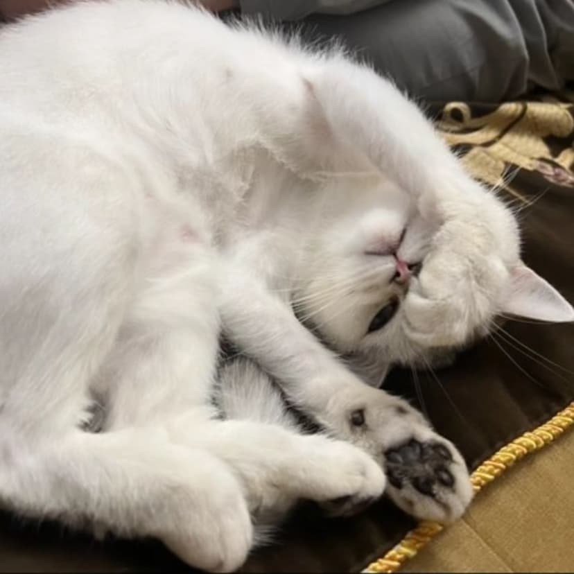 Кошечка в беде