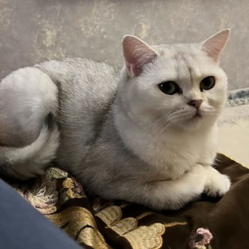 Кошечка в беде
