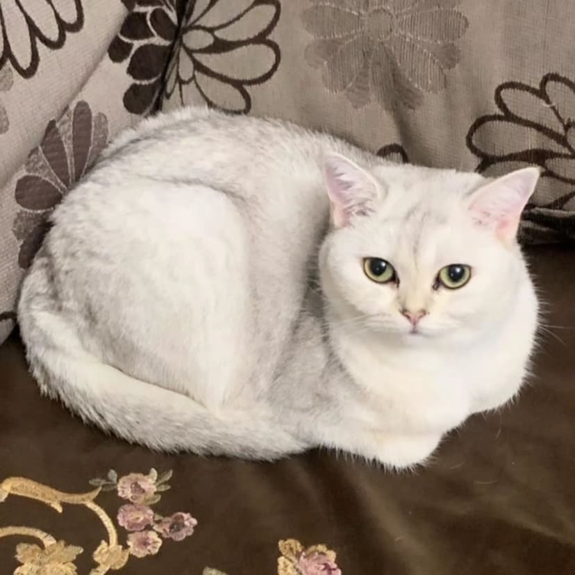 Кошечка в беде
