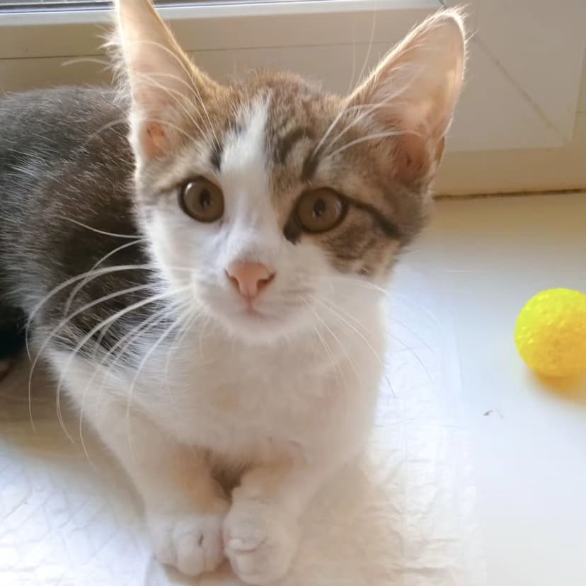 Котенок 2