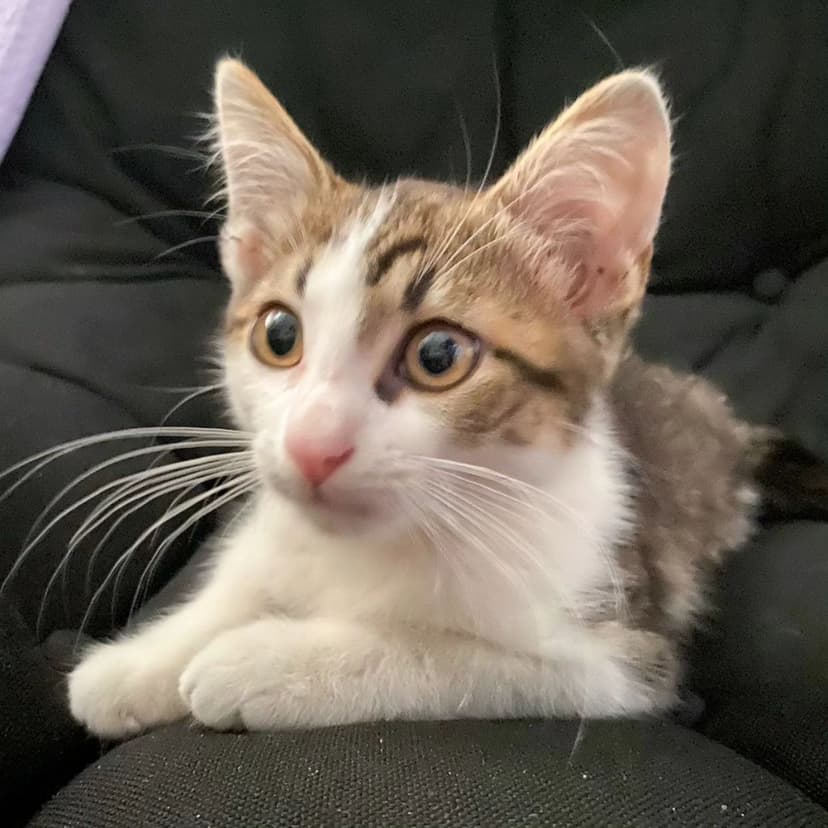 Котенок 2