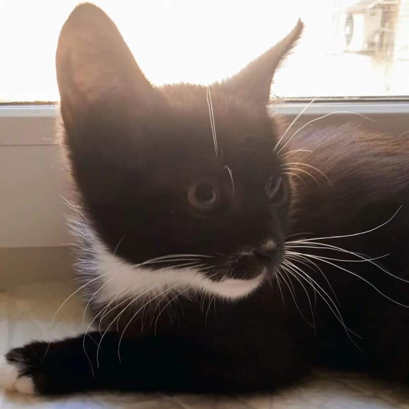 Котенок 1