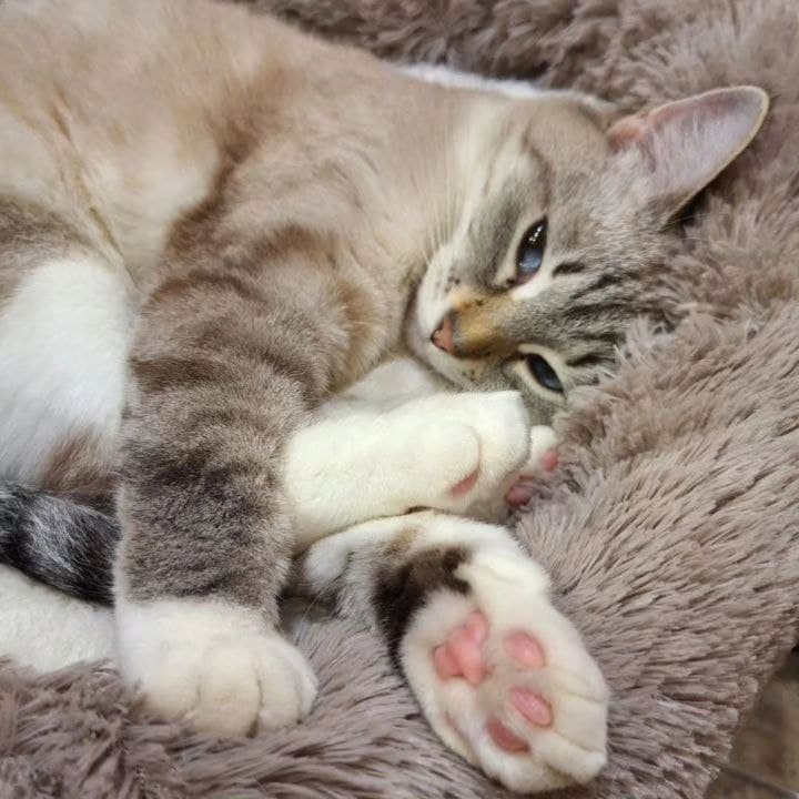 Моника