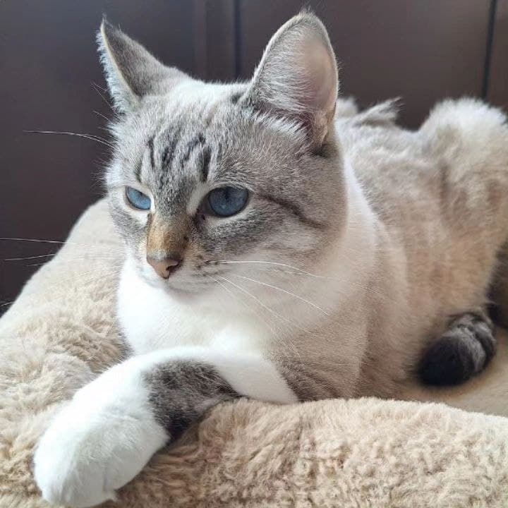 Моника