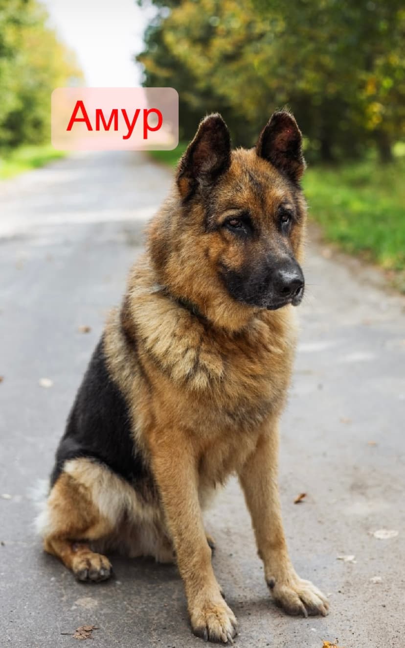 Амур
