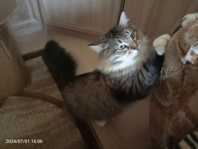 Симба