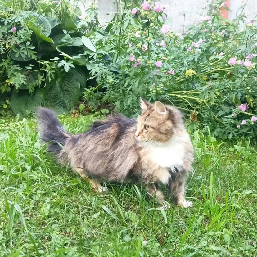 Кошечку выкинули в лесу