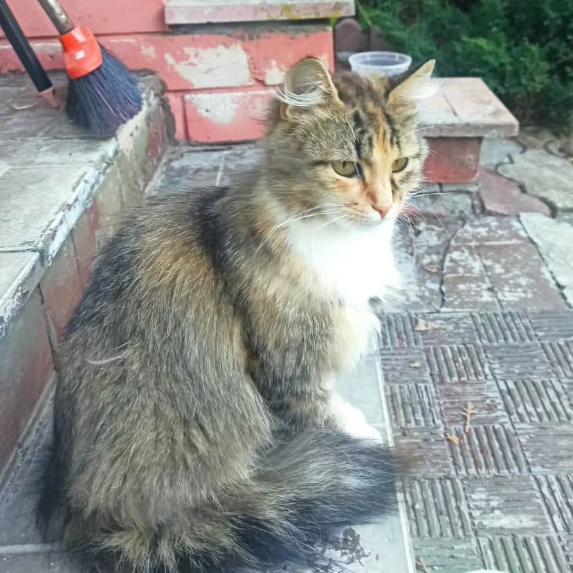 Кошечку выкинули в лесу