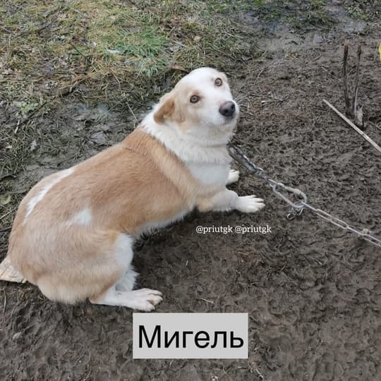 МИГЕЛЬ