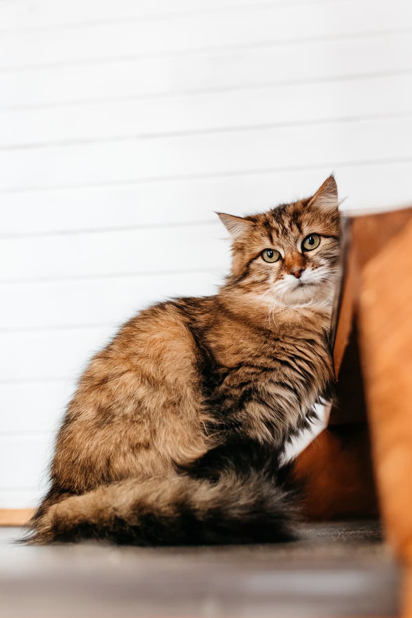 Рафаэлла