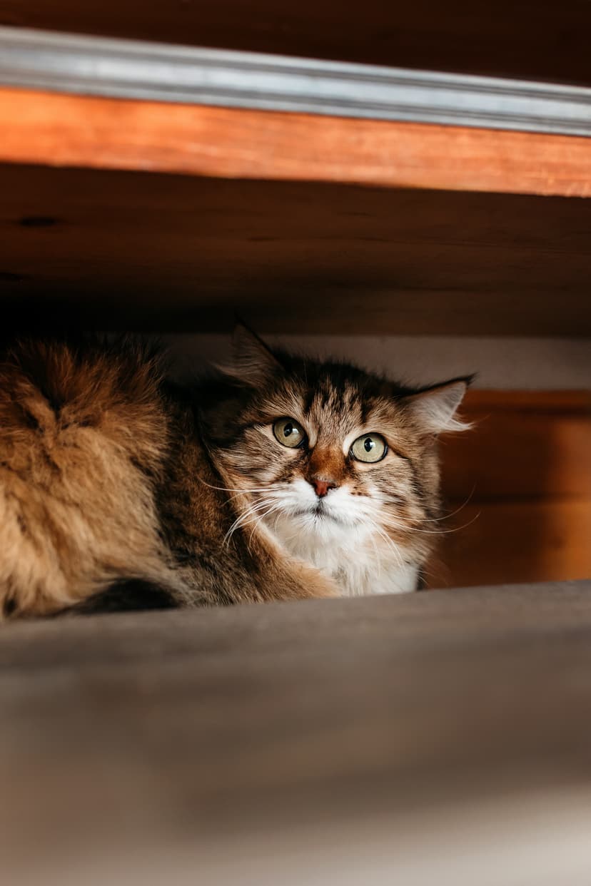 Рафаэлла
