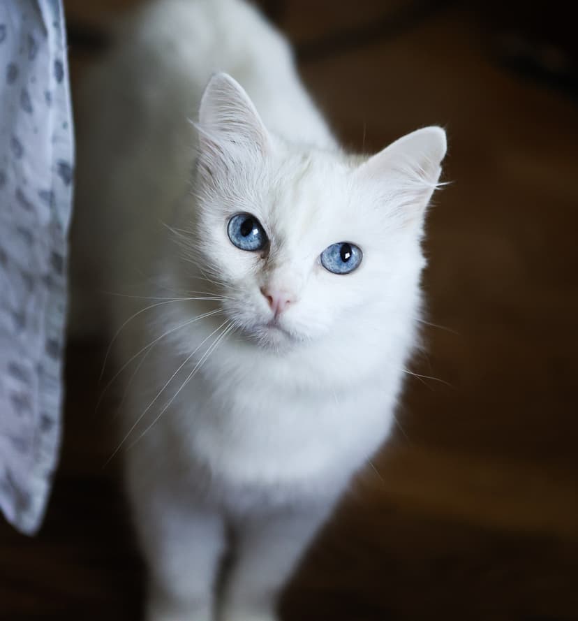 Мэйси