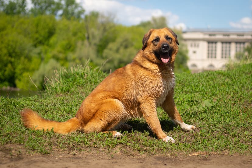 Конкордия