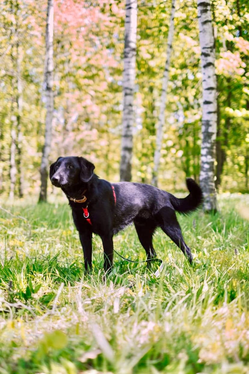 Клепа