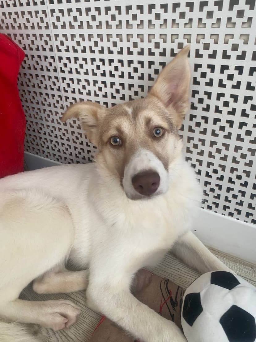 Кора