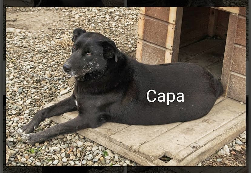 Сара 