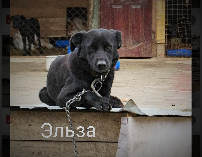 Эльза 
