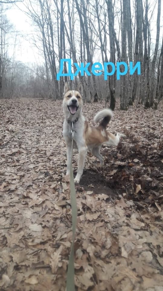 ДЖЕРИ