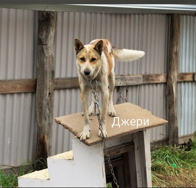 ДЖЕРИ
