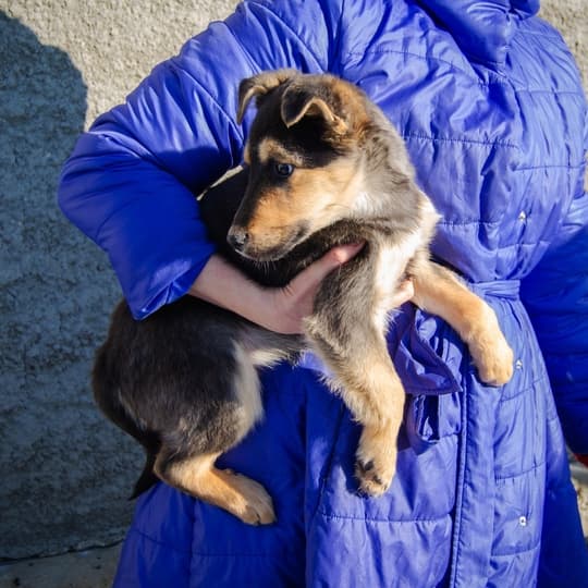 Псекупс 