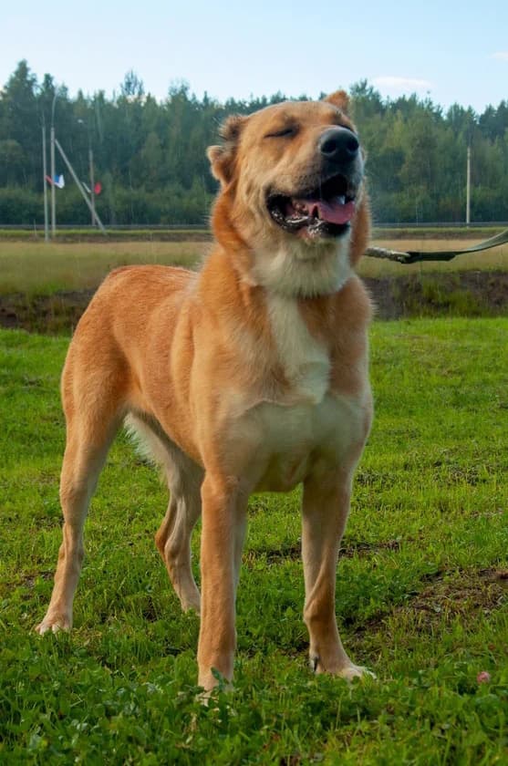 Айми