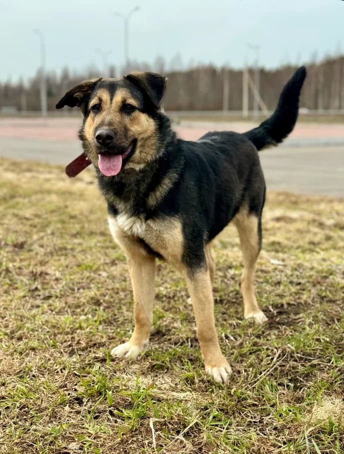 Ласточка