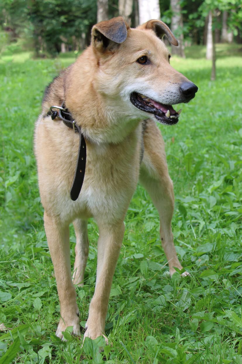 Казбек