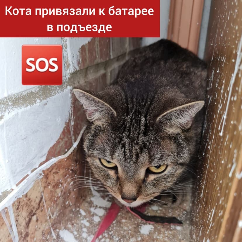 Кота привязали к батарее