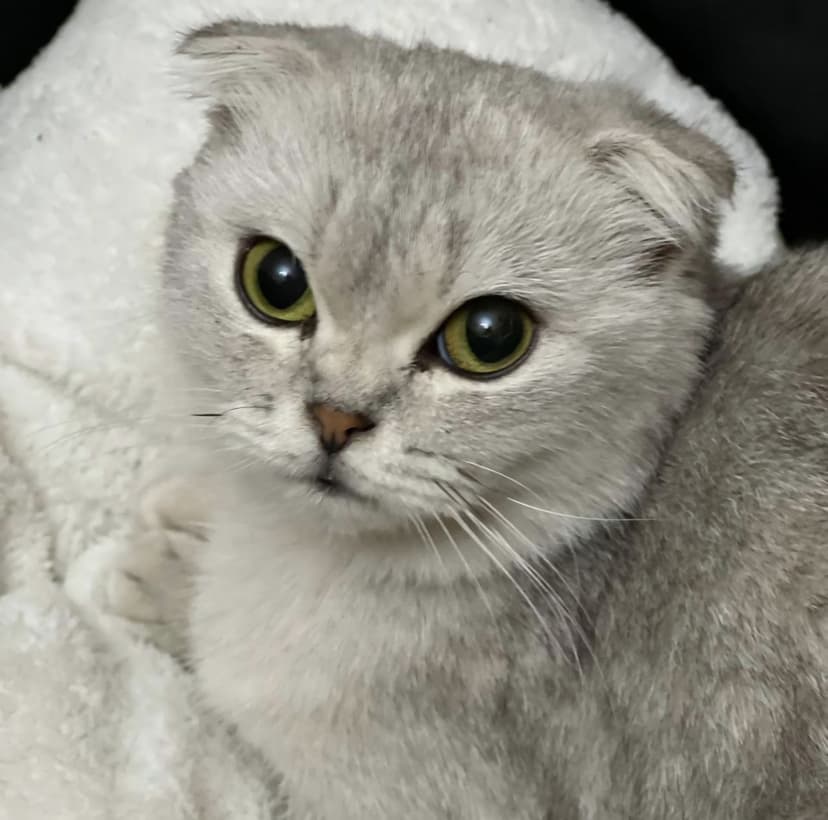 Куки