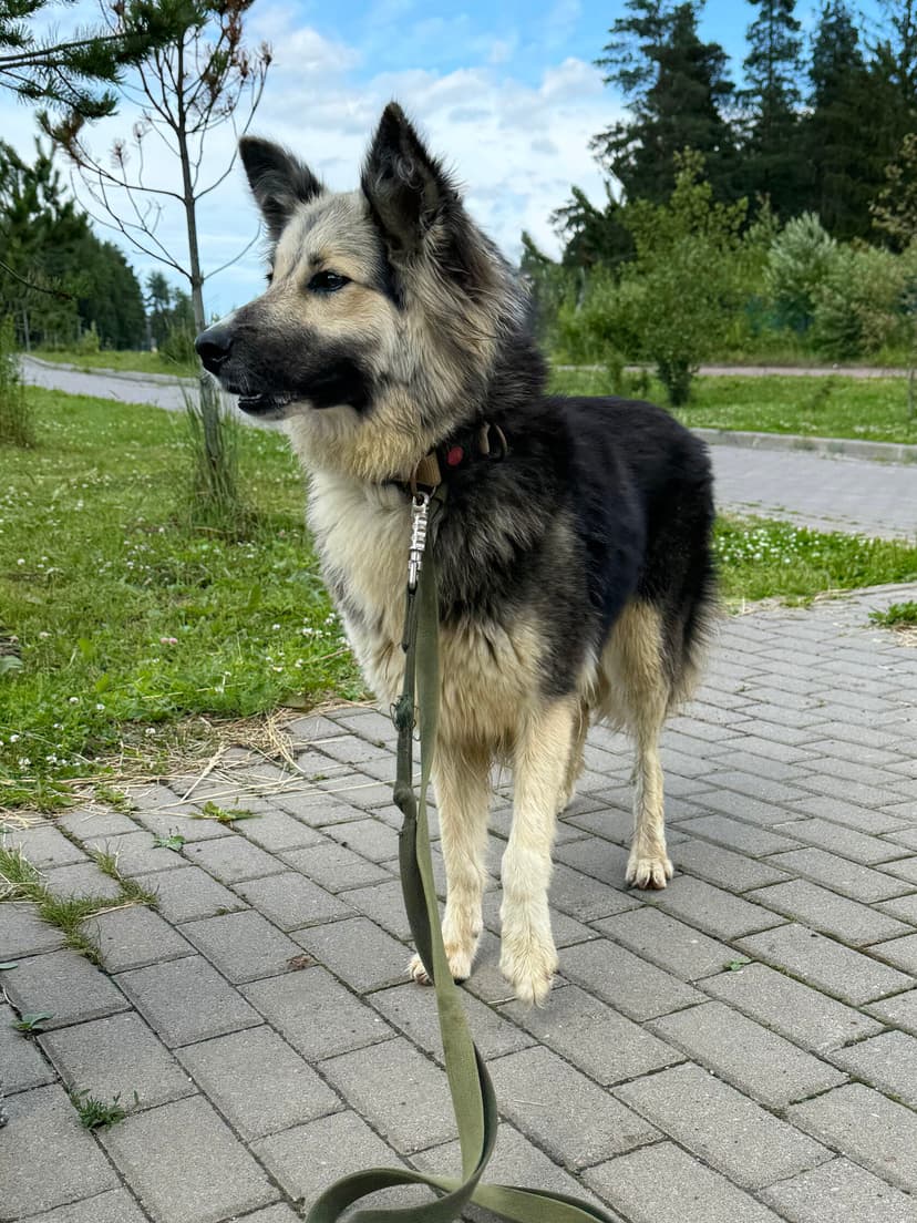 Тина