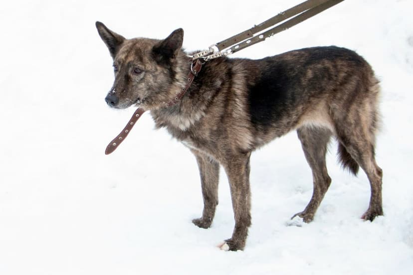 Айза