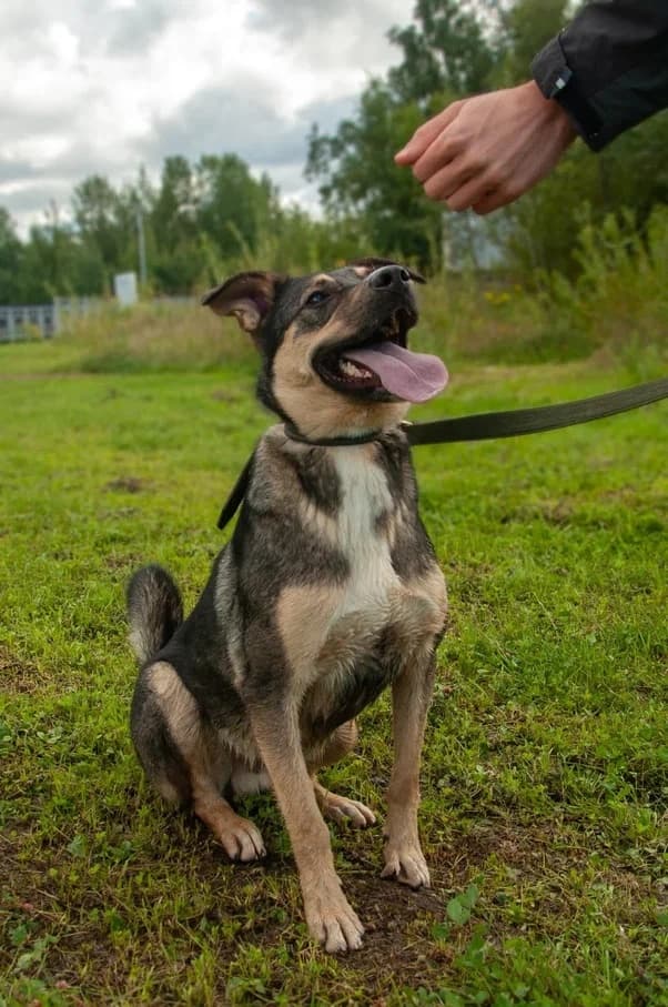 Бумер
