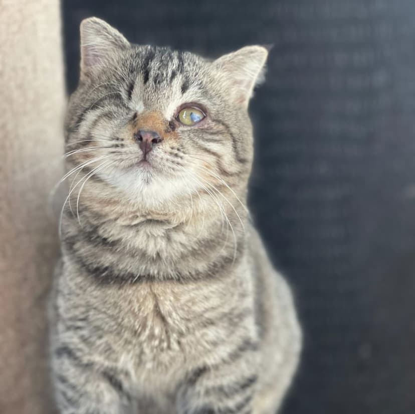 Лучик
