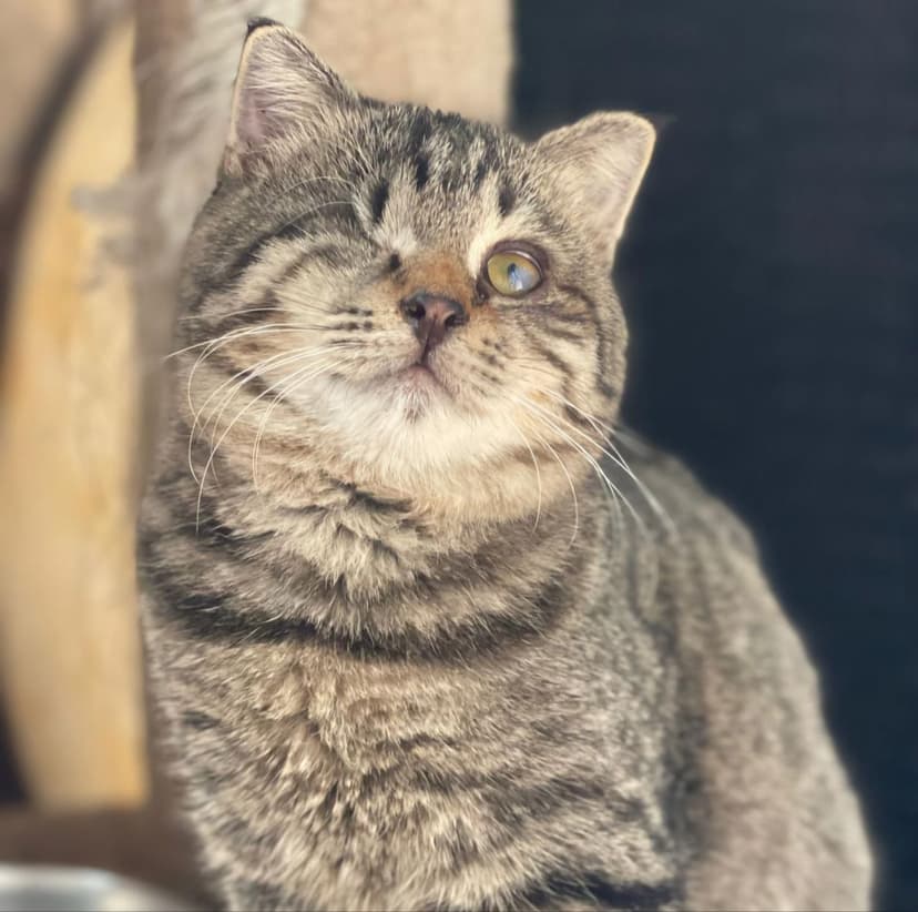Лучик