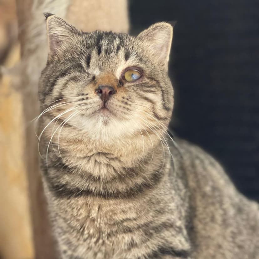 Лучик