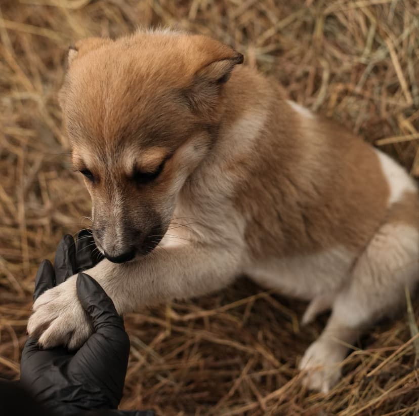 Дана