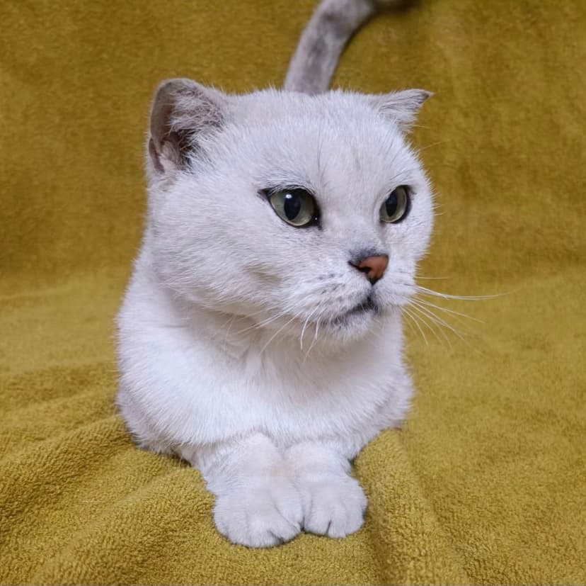 Алиска