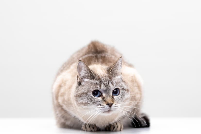 Сима