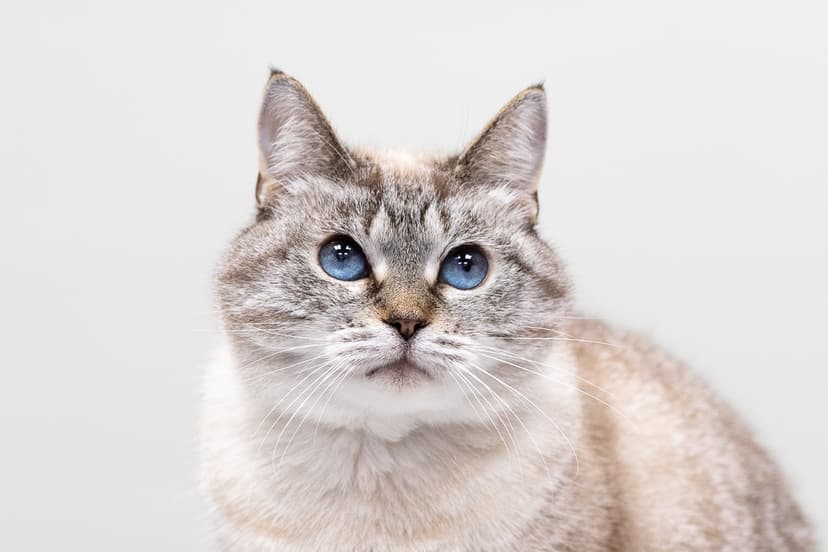 Сима