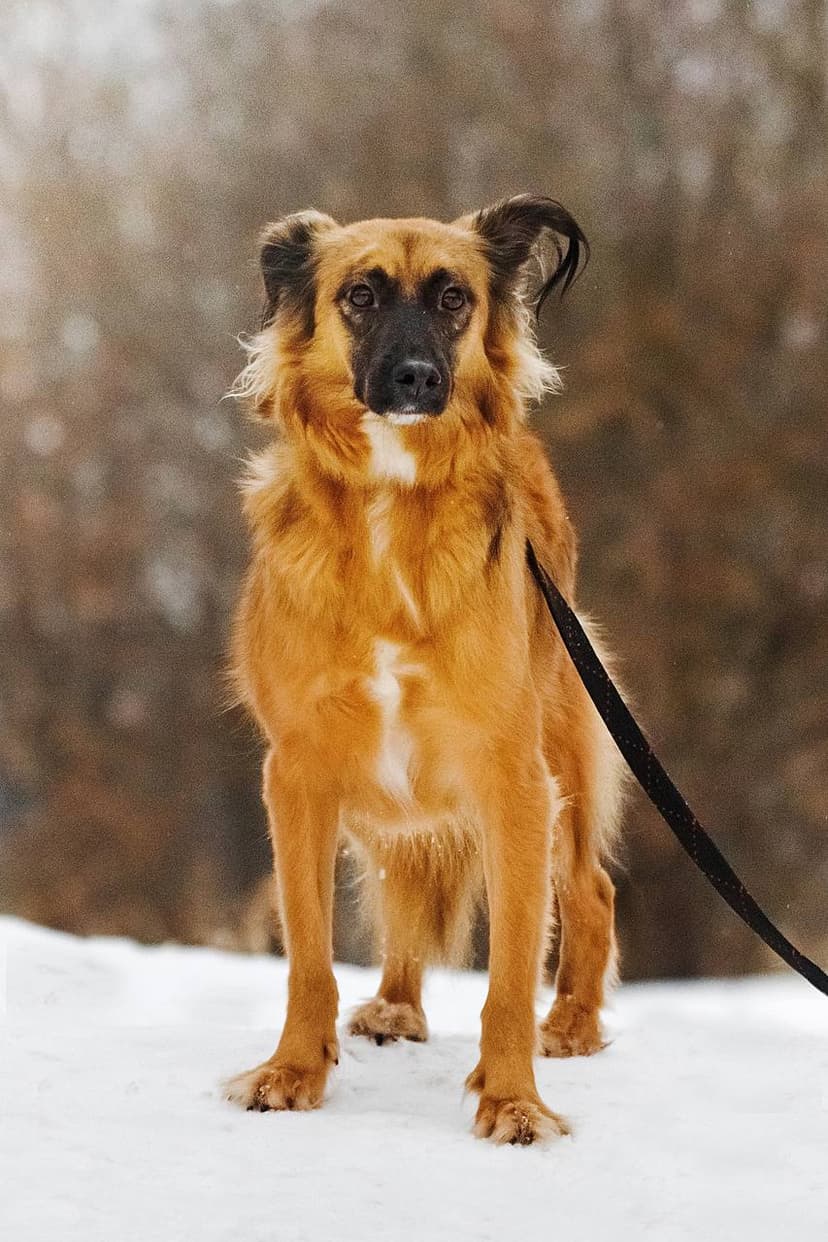 Алиса