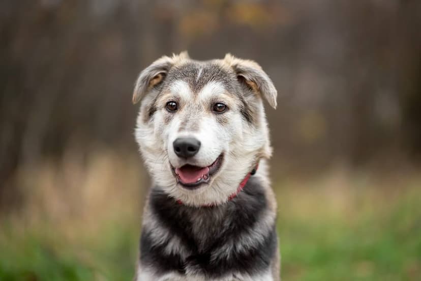 Мила 