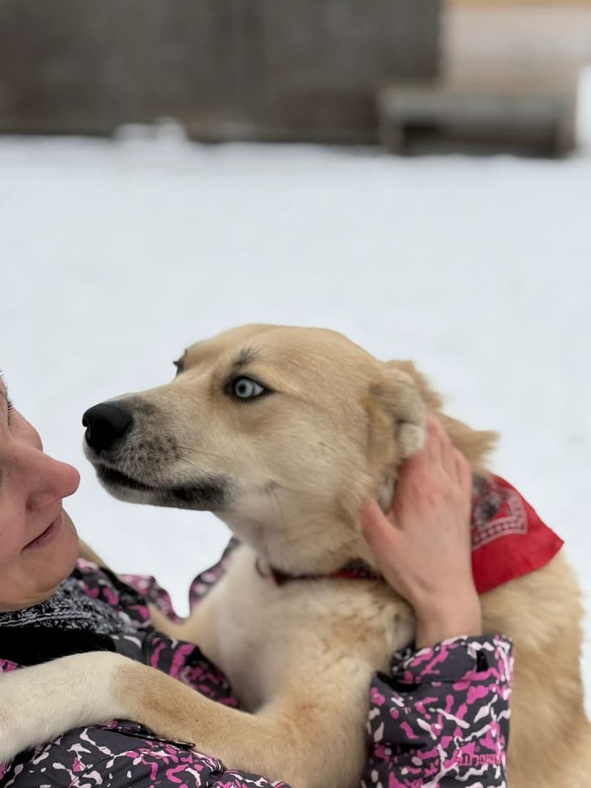 Алиса