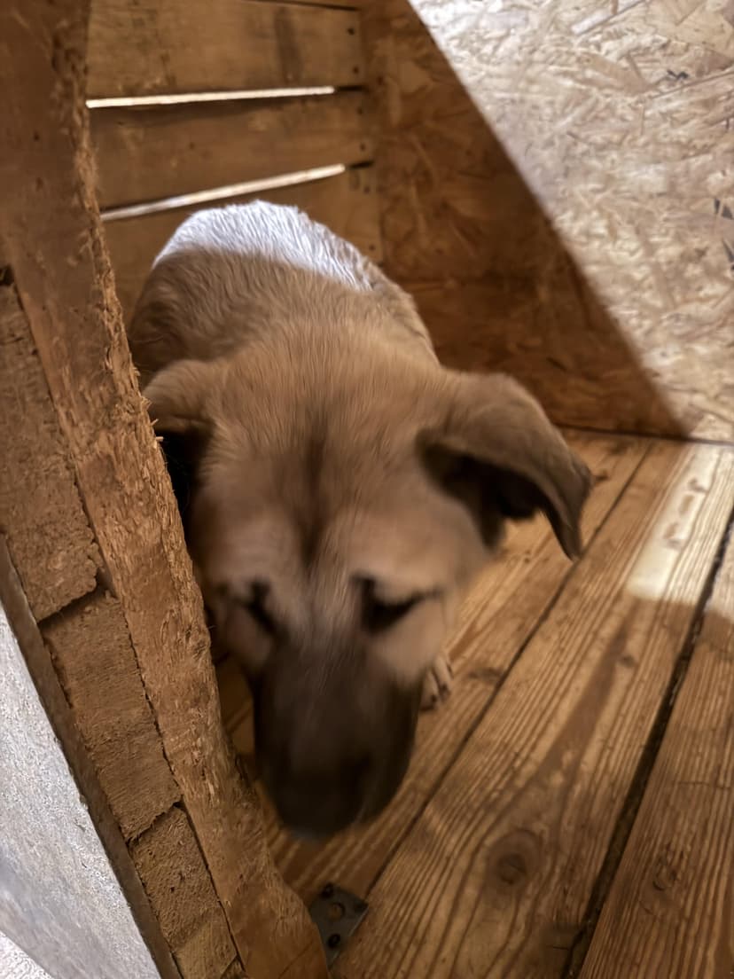 Рушенька